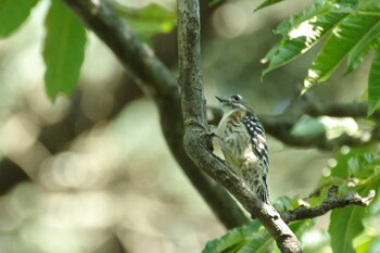 Japanese Pygmy Woodpecker Shinjuku Gyoen National Garden Sat, 10/30/2021