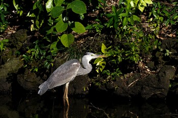 Grey Heron Shinjuku Gyoen National Garden Sat, 10/30/2021