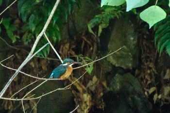 Common Kingfisher Shinjuku Gyoen National Garden Sat, 10/30/2021