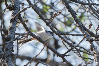 Long-tailed Tit Shinjuku Gyoen National Garden Sat, 10/30/2021