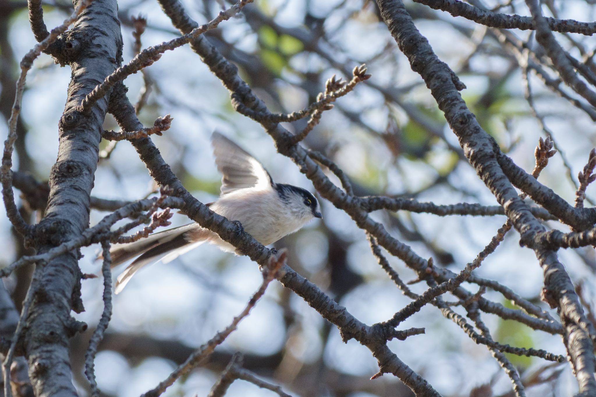 新宿御苑 エナガの写真 by Marco Birds