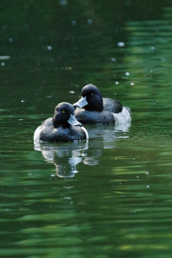 Tufted Duck Shinjuku Gyoen National Garden Sat, 10/30/2021