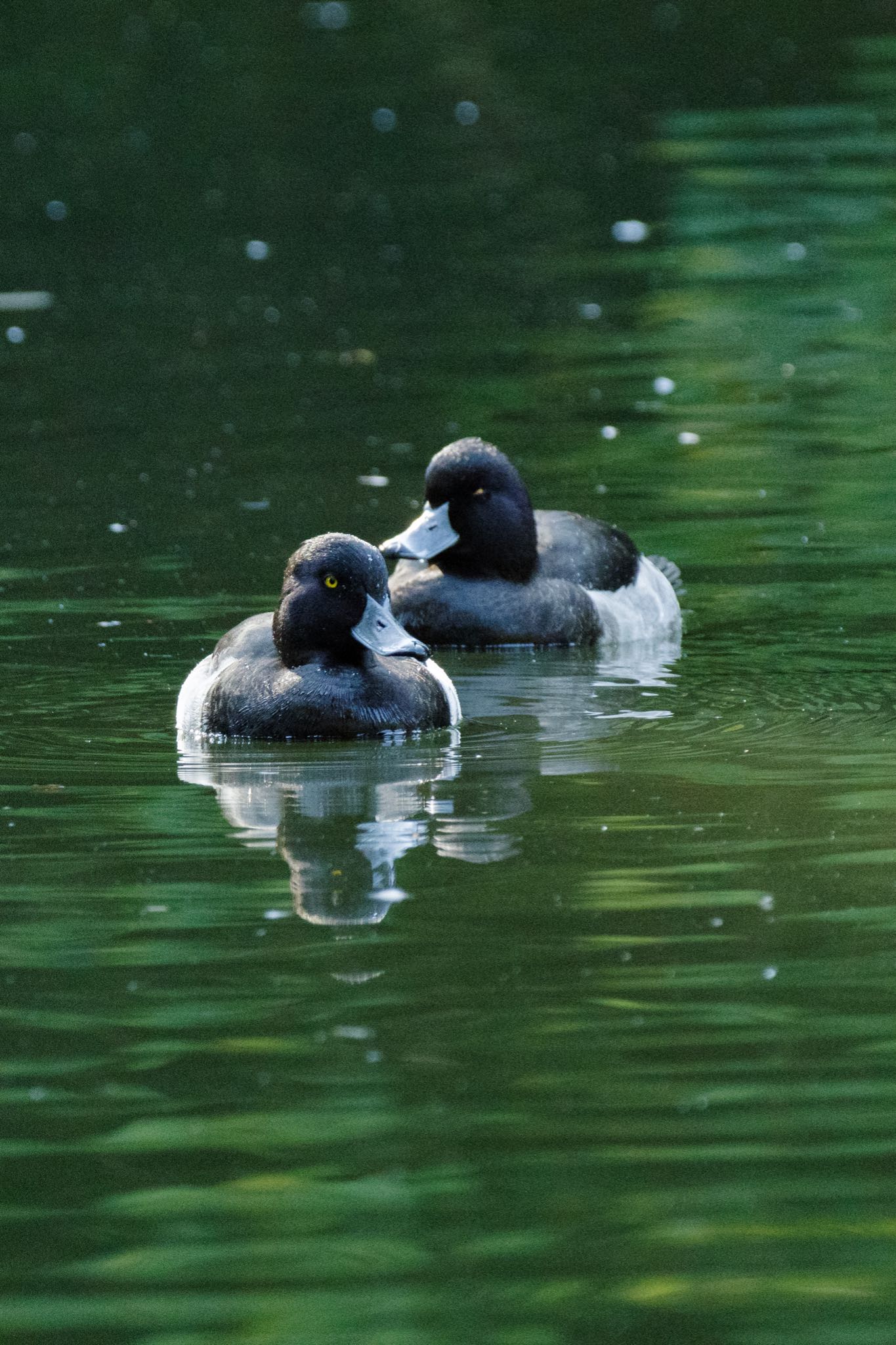 新宿御苑 キンクロハジロの写真 by Marco Birds