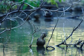 Eastern Spot-billed Duck Shinjuku Gyoen National Garden Sat, 10/30/2021