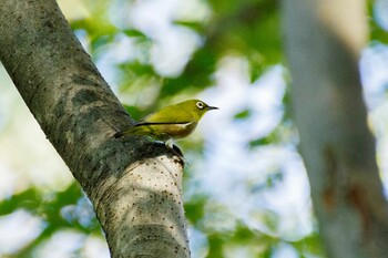 Warbling White-eye Shinjuku Gyoen National Garden Sat, 10/30/2021