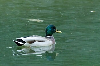 Mallard Shinjuku Gyoen National Garden Sat, 10/30/2021