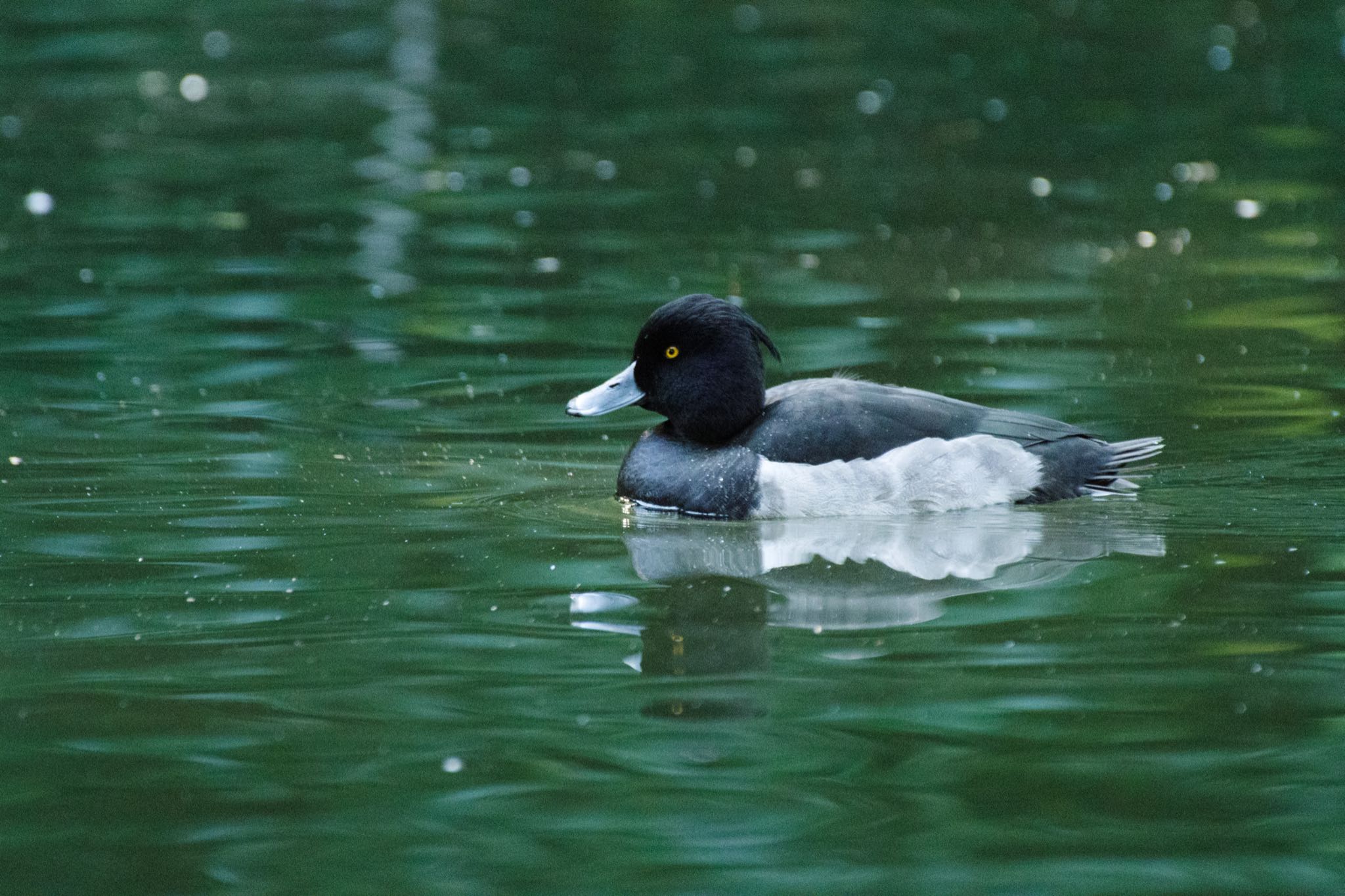 新宿御苑 キンクロハジロの写真 by Marco Birds