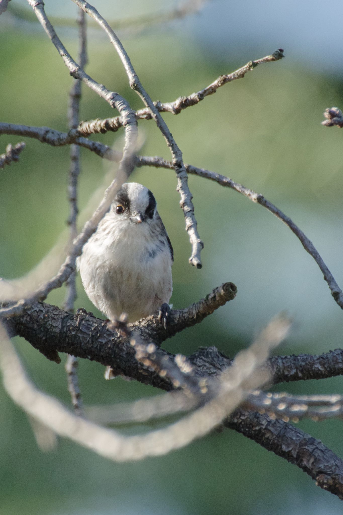 Photo of Long-tailed Tit at Shinjuku Gyoen National Garden by Marco Birds