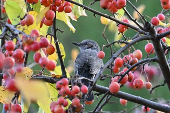 Brown-eared Bulbul 札幌　 Mon, 11/15/2021