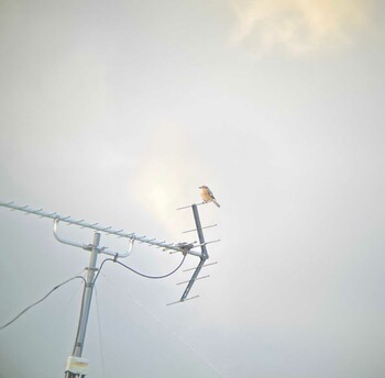 Bull-headed Shrike 袋川中流域(国府町付近) Fri, 10/29/2021