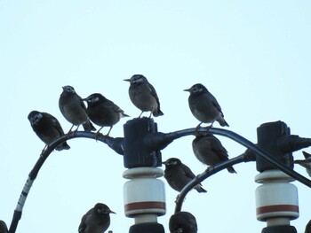 White-cheeked Starling 城南島海浜公園 Sat, 11/13/2021