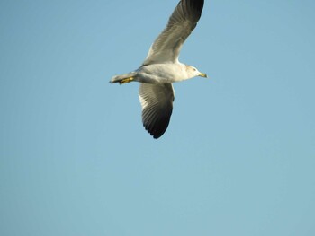 Black-tailed Gull 城南島海浜公園 Sat, 11/13/2021