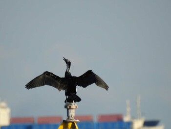 Great Cormorant 城南島海浜公園 Sat, 11/13/2021