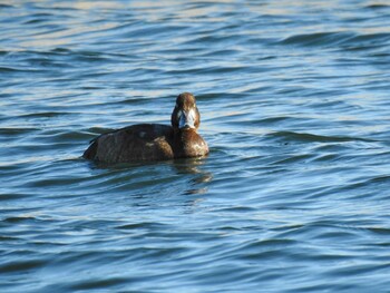 Greater Scaup 城南島海浜公園 Sat, 11/13/2021