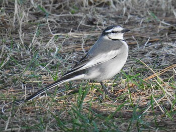 White Wagtail 城南島海浜公園 Sat, 11/13/2021