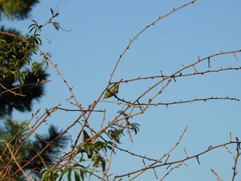 Warbling White-eye 城南島海浜公園 Sat, 11/13/2021