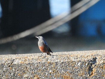 2021年11月13日(土) 城南島海浜公園の野鳥観察記録