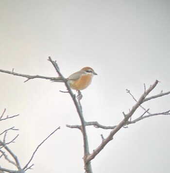 Bull-headed Shrike 袋川中流域(国府町付近) Fri, 10/29/2021