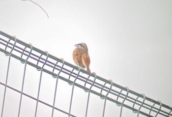 Meadow Bunting 大池(鳥取市若葉台) Sat, 11/6/2021