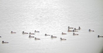 キンクロハジロ 湖山池(鳥取市) 2021年11月4日(木)