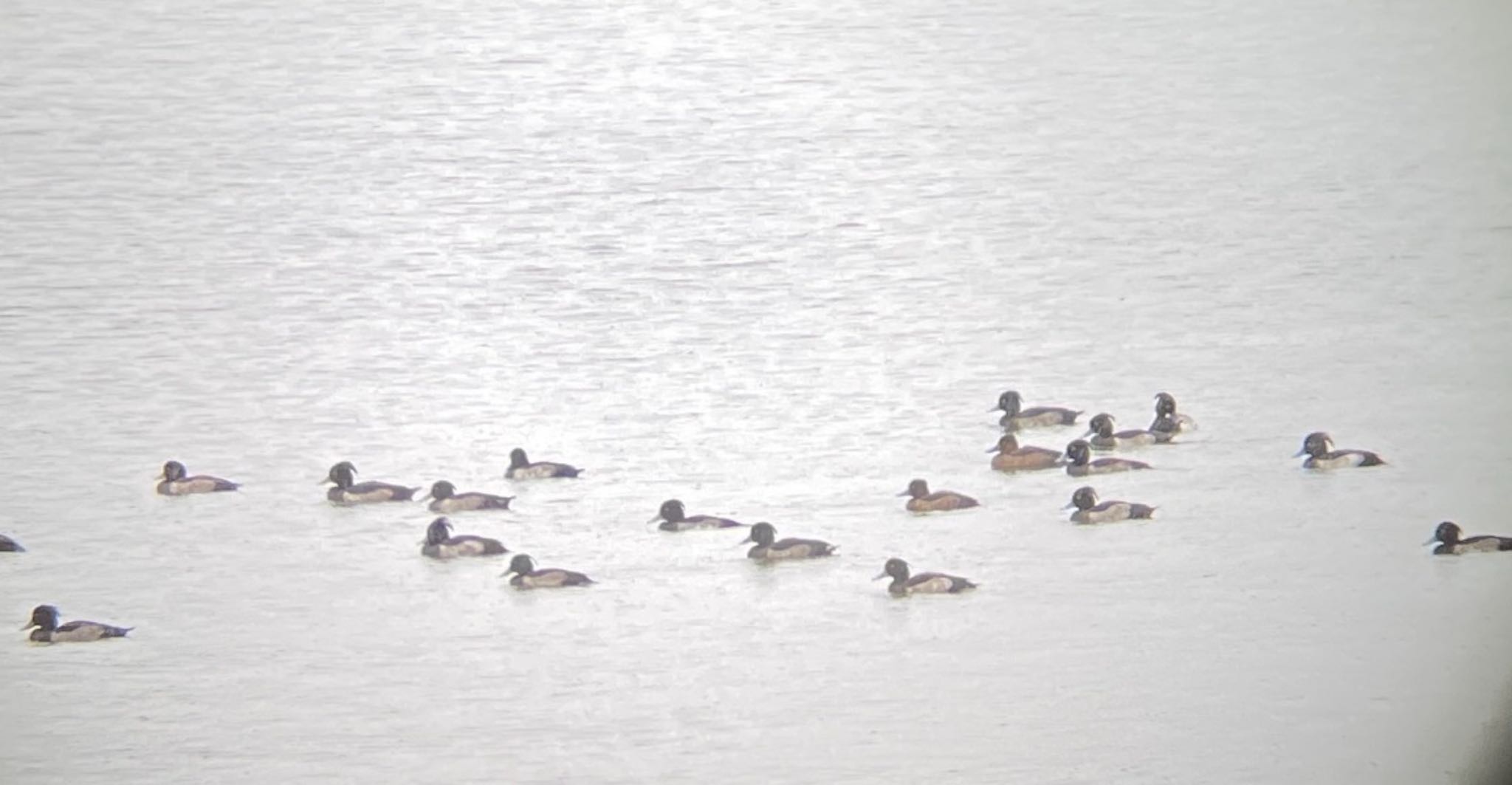 Tufted Duck