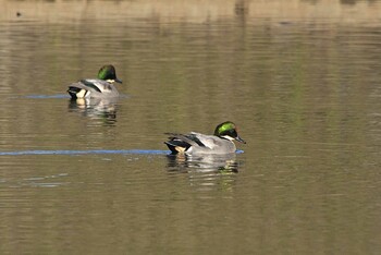 Falcated Duck 境川遊水地公園 Mon, 11/15/2021