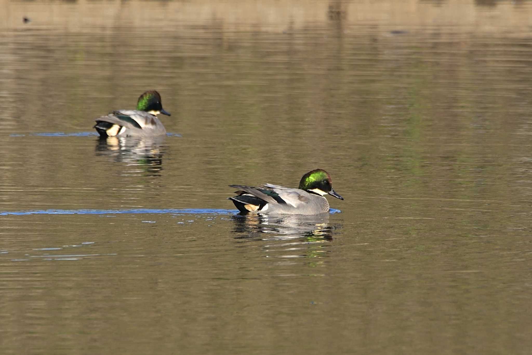 境川遊水地公園 ヨシガモの写真 by Tosh@Bird