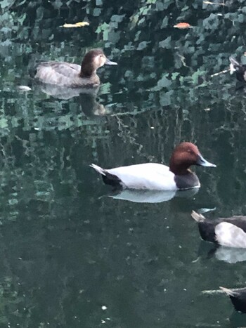 Mon, 11/15/2021 Birding report at 横十間川親水公園(東京都江東区)