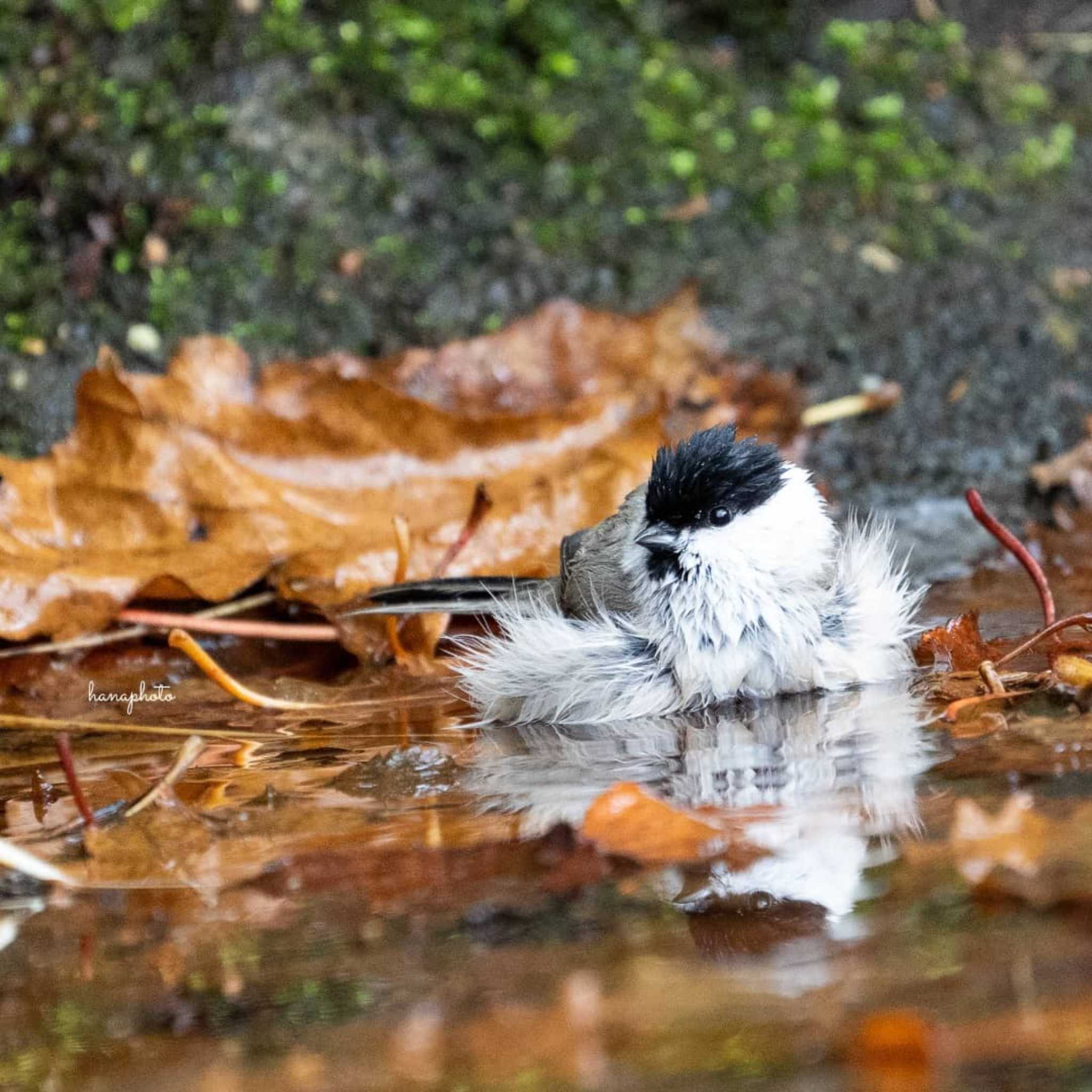 北海道 ハシブトガラの写真 by hana