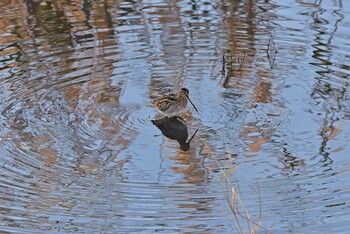 タシギ 境川遊水地公園 2021年11月15日(月)