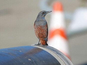 Blue Rock Thrush 志津川湾 Sun, 11/14/2021