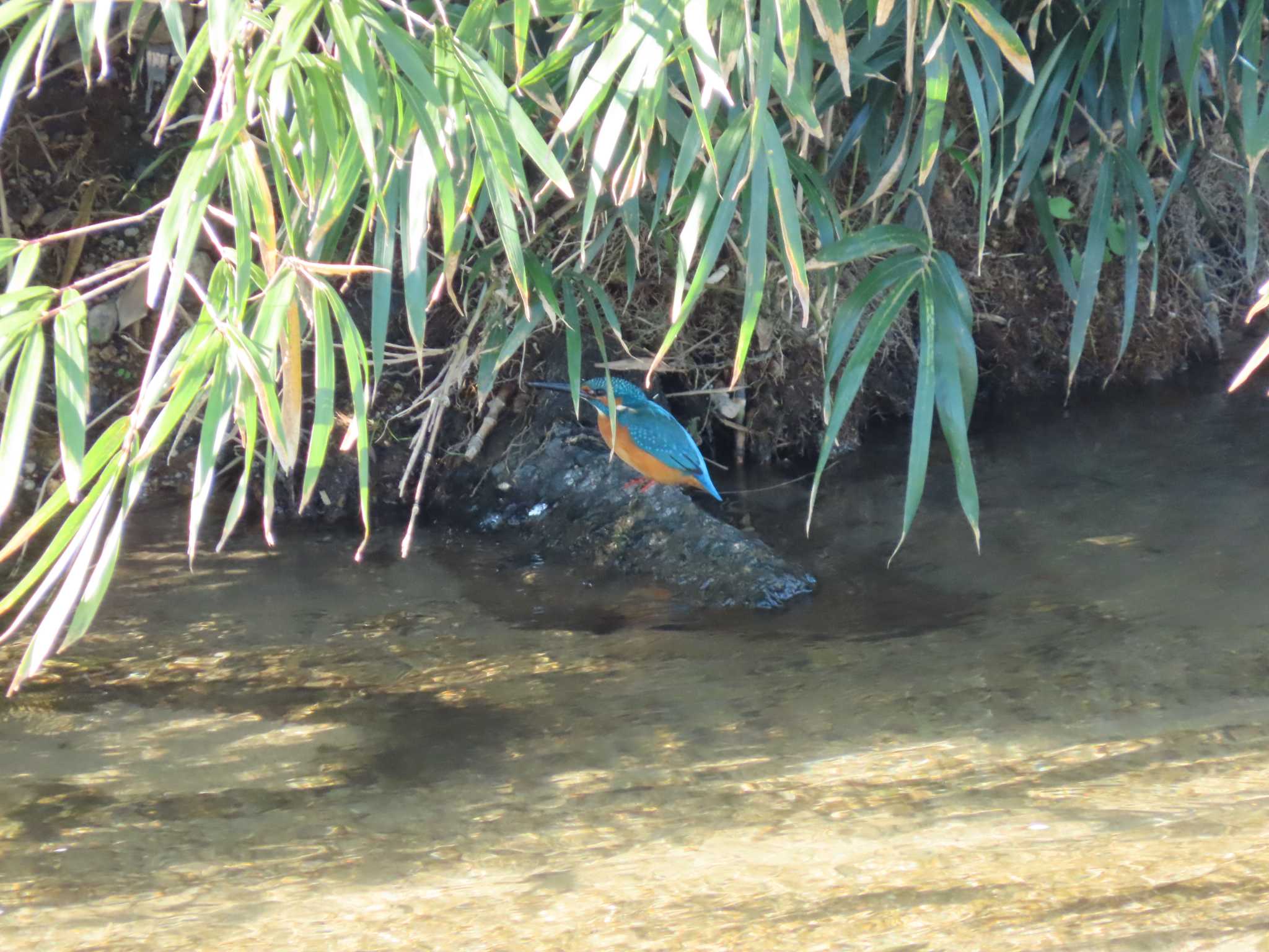 Common Kingfisher