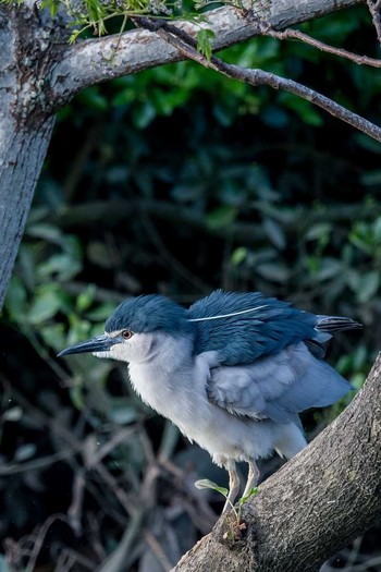 Black-crowned Night Heron Izumi Crane Observation Center Thu, 5/4/2017