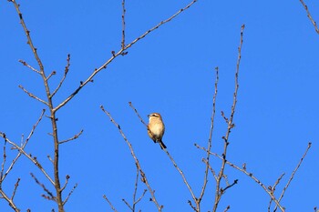 Bull-headed Shrike 八王子市 Mon, 11/15/2021