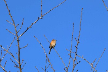 Bull-headed Shrike 八王子市 Mon, 11/15/2021