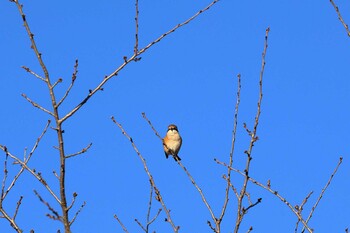 Bull-headed Shrike 八王子市 Mon, 11/15/2021