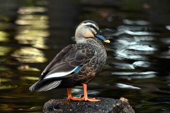 Eastern Spot-billed Duck 大江川緑地 Mon, 11/15/2021