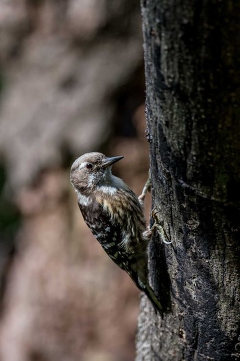 Japanese Pygmy Woodpecker 長崎市野母崎 Fri, 5/5/2017