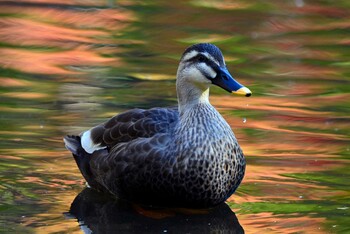 Eastern Spot-billed Duck 大江川緑地 Mon, 11/15/2021