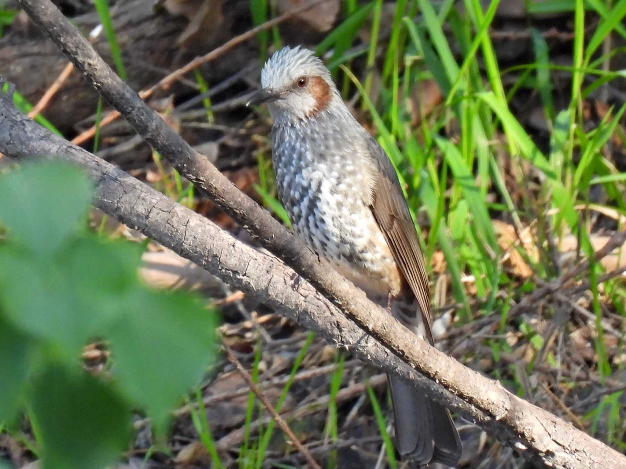 Photo of Brown-eared Bulbul at 祖父江ワイルドネイチャー緑地 by 寅次郎