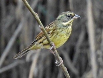 Masked Bunting 祖父江ワイルドネイチャー緑地 Mon, 11/15/2021