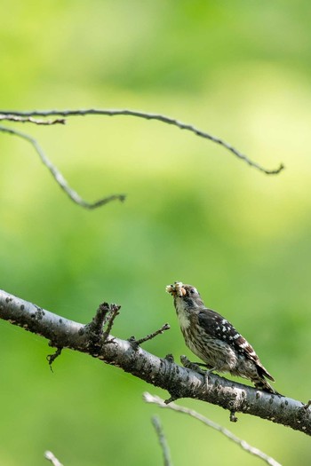 Japanese Pygmy Woodpecker 福岡市 Sun, 4/30/2017