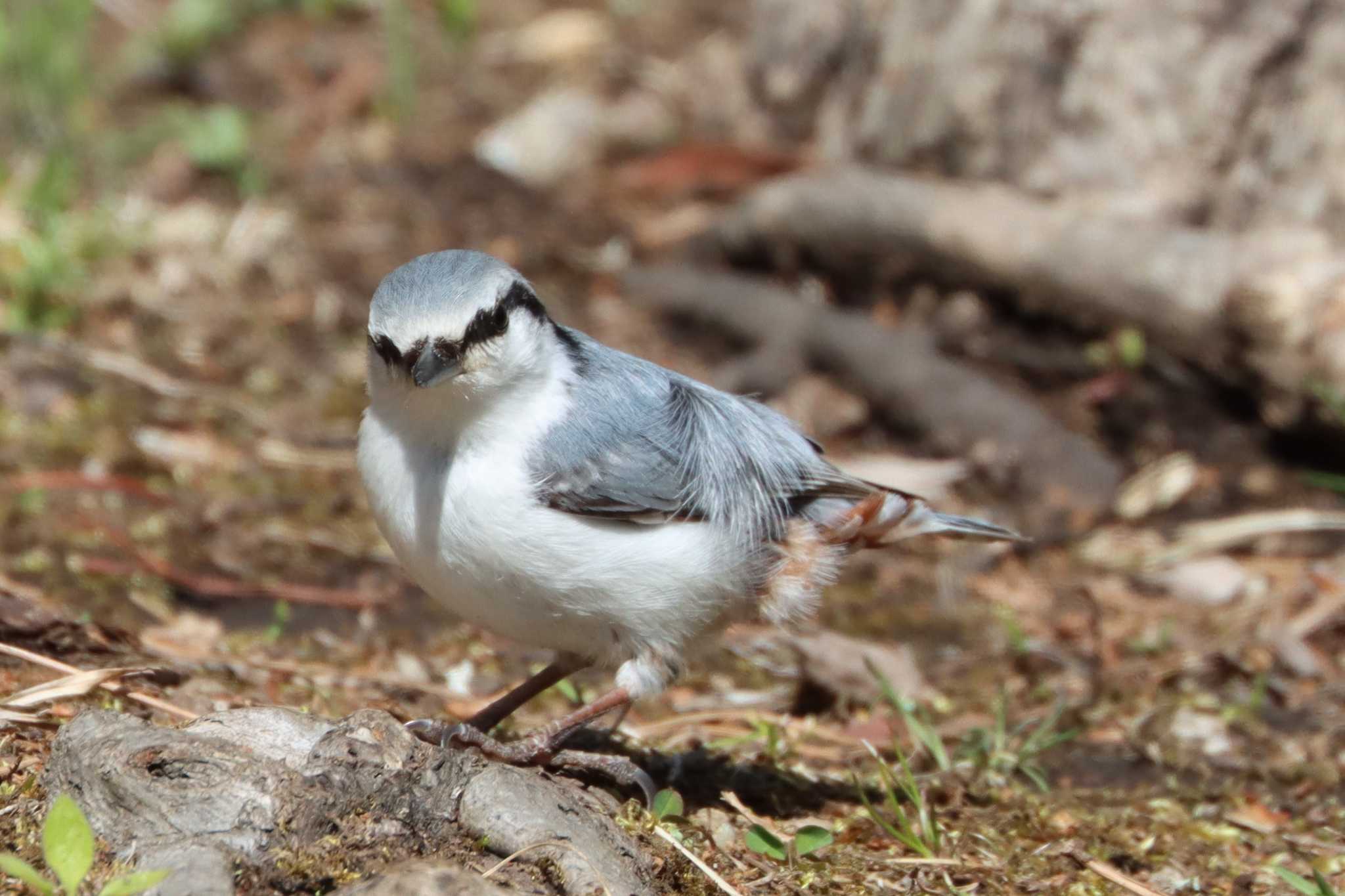 Eurasian Nuthatch(asiatica)