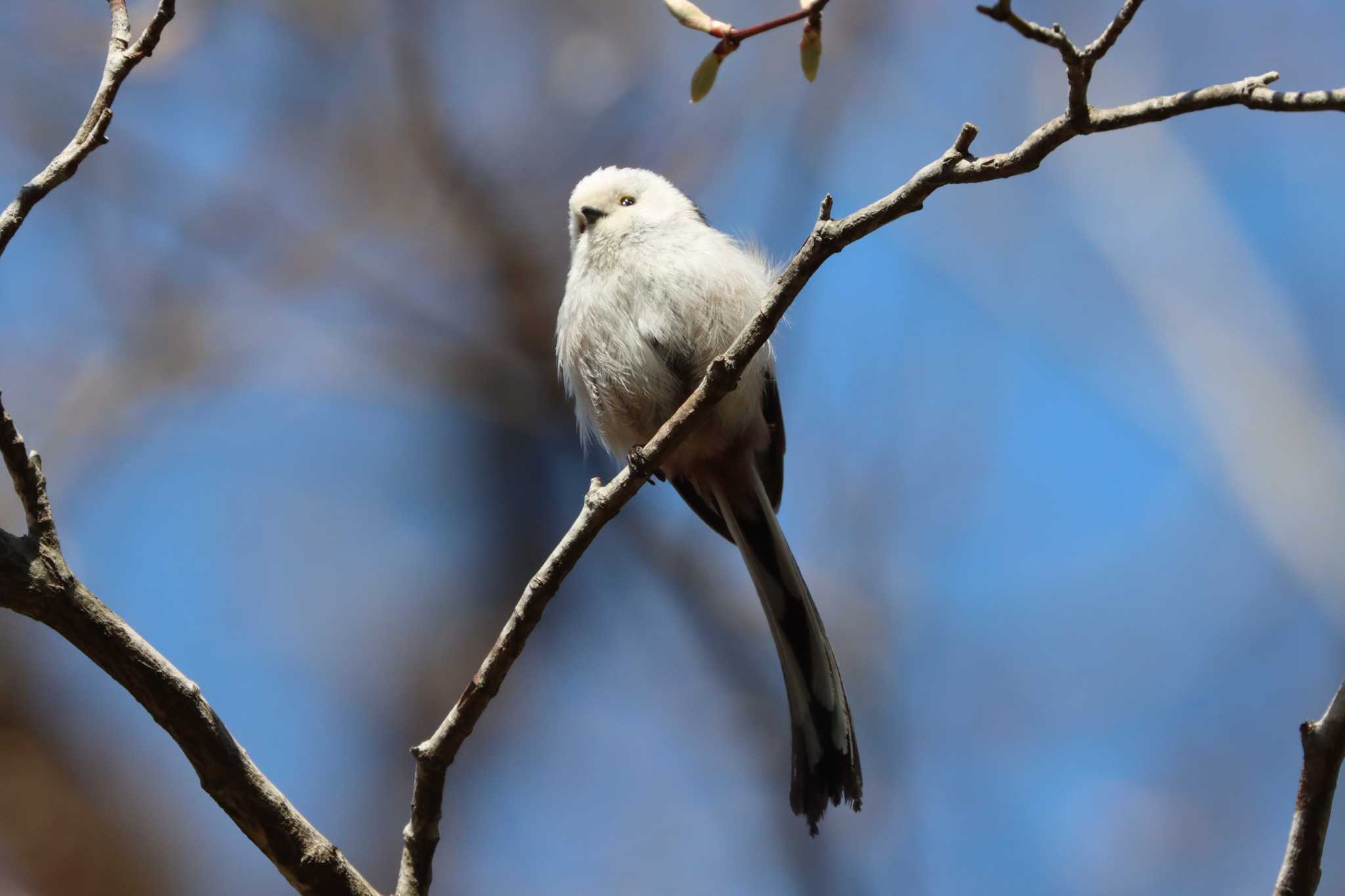 Long-tailed tit(japonicus)