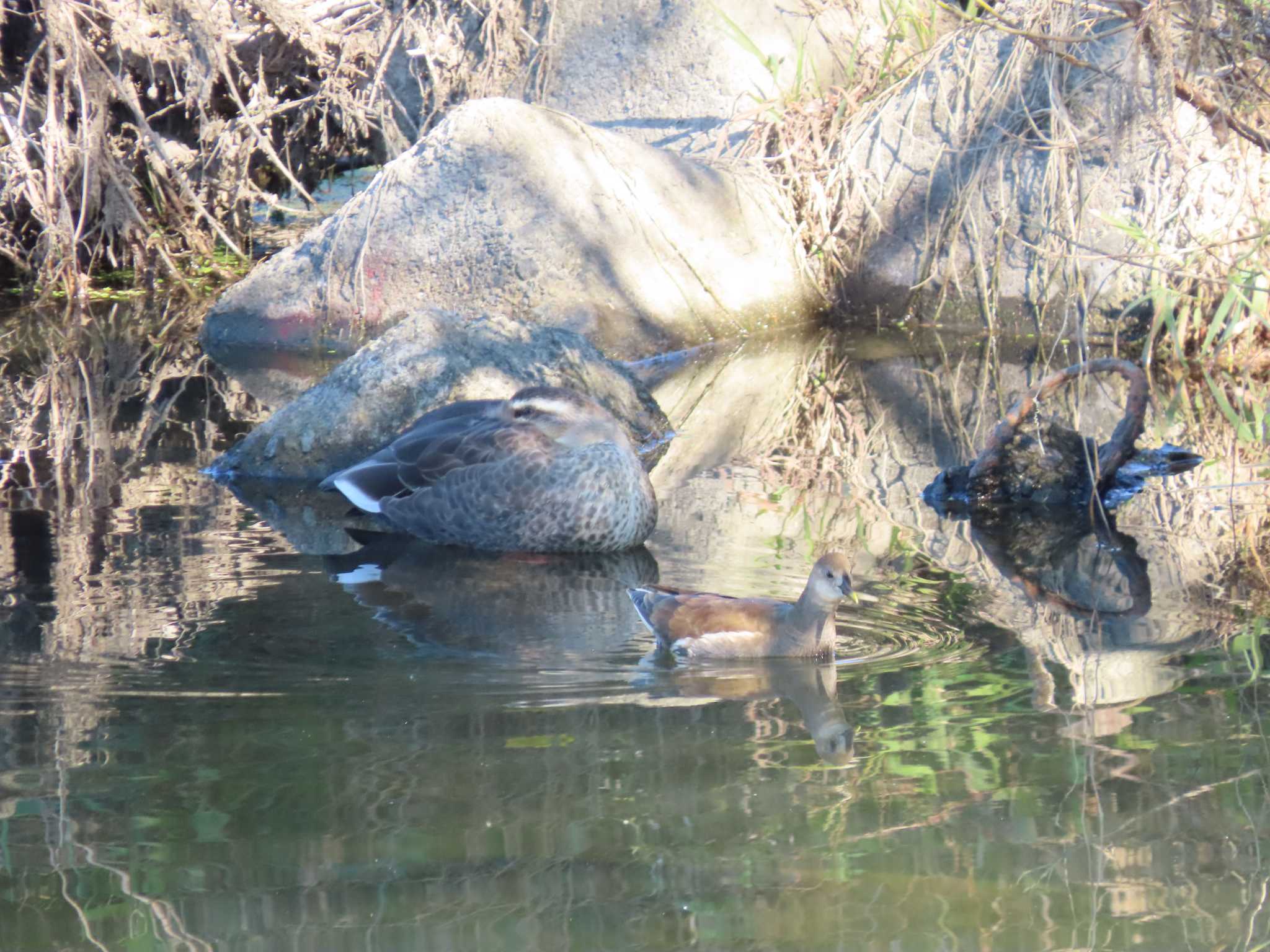 Eastern Spot-billed Duck