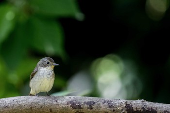 Narcissus Flycatcher 長崎市野母崎 Sun, 4/23/2017