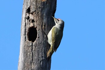 2021年5月1日(土) 北大研究林(北海道大学苫小牧研究林)の野鳥観察記録