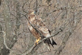 2021年5月1日(土) ウトナイ湖の野鳥観察記録