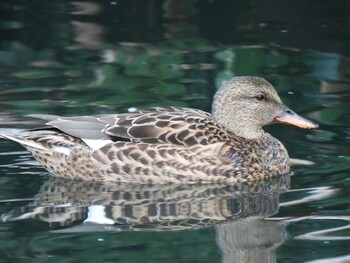 オカヨシガモ 横十間川親水公園(東京都江東区) 2021年11月14日(日)