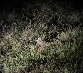 Eurasian Woodcock 鳥取市 Mon, 11/15/2021